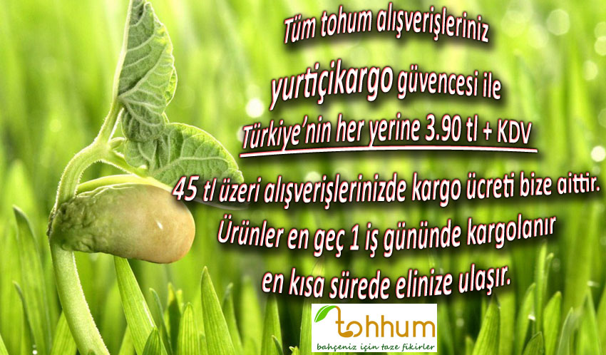 http://imgs.inkfrog.com/pix/2fun/kargo_banner.jpg