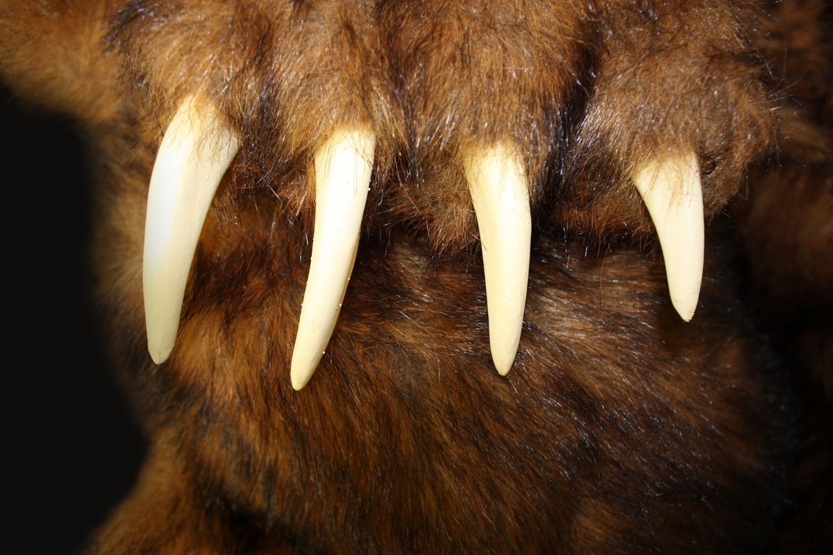 Workaholics Official Bear Coat Blake Grizzly Limited Edition Licensed