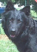 Check out the rest of Chewy's auctions!