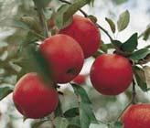 Photos of Shipping Now! Red Rome Semi-Dwarf Apple Tree FREE SHIP