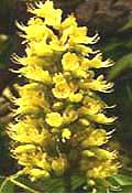 2 Ohio Buckeye Trees, State Tree of Ohio, Free Shipping