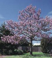 Photos of 25 Princess Tree Seeds Grows 10 Feet a Year