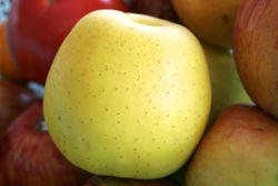 Photos of Golden  Delicious Apple Tree  FREE Shipping NOW!  L@@K