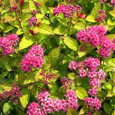 Photos of 2 Nice, Goldflame Spirea Shrubs!