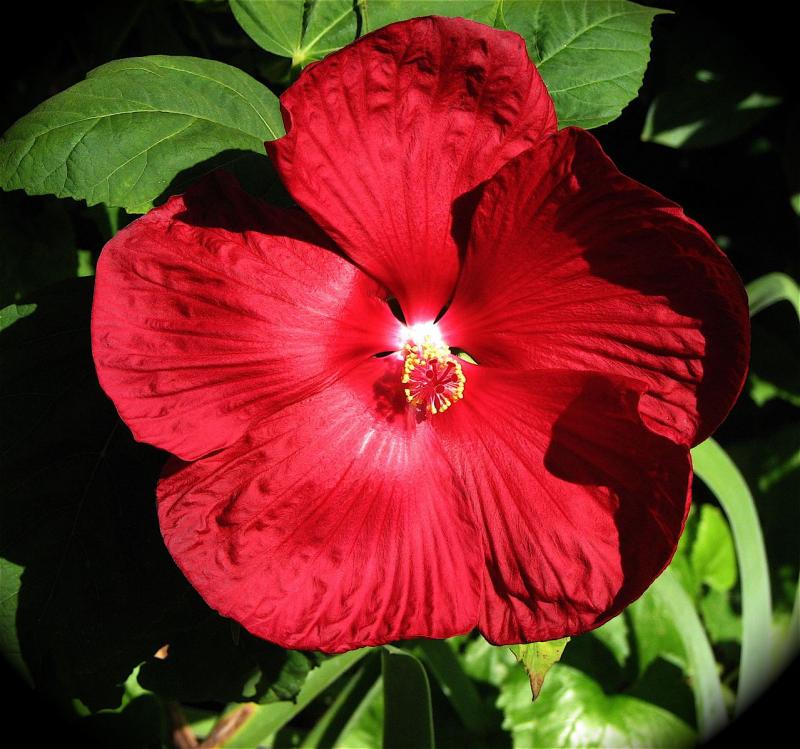Pictures of 2 Beautiful Red Rose of Sharon Shrubs! Photos of 2 Beautiful Red Rose of Sharon Shrubs!