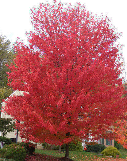 Photos of 1 Nice October Glory Red Maple Tree.