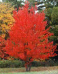 Pictures of 2 Beautiful Scarlet Red Maple Trees Photos of 2 Beautiful Scarlet Red Maple Trees