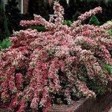 Photos of 2 Gorgeous Variegated Weigela Shrubs, 2-3 Tall!!
