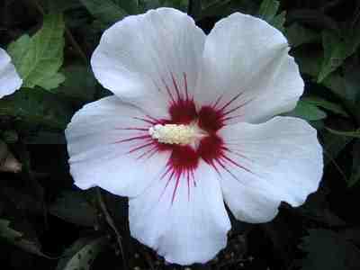 Photos of 2 White Rose of Sharon Trees  Hard to Find!