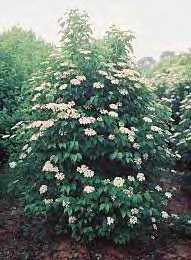 Pictures of 2 Fragrant White Viburnum Shrubs Beautiful!! Photos of 2 Fragrant White Viburnum Shrubs Beautiful!!
