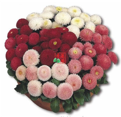 Bloom Fashion Storew on 100 Mixed English Daisy Bellis Perennis Flower Seeds F109   Ebay