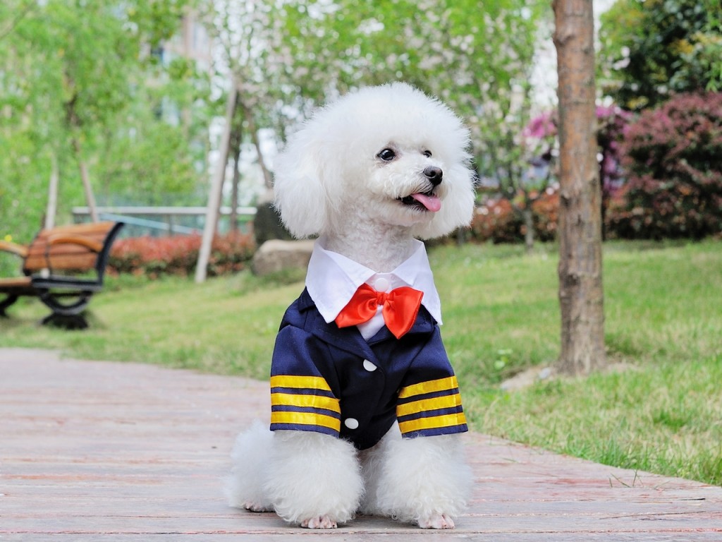 Pet Dog Puppy Sailor Costume Navy Suit Uniform Coat Clothes Apparel S M L XL XXL eBay