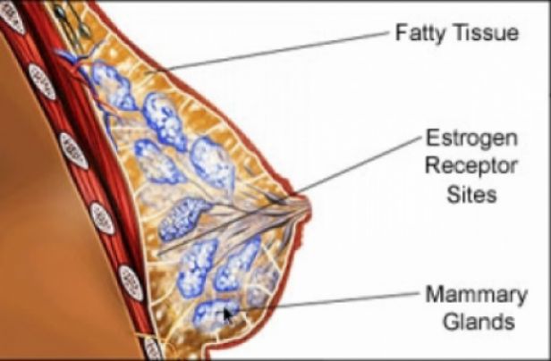 Natural Breast Enhancement Formula