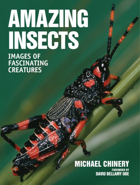 Thumbnail of Amazing Insects: Images of Fascinating Creatures