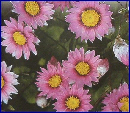 Pictures of PAPERY FLOWERS Timeless Rose ANNUAL Seeds Helipterum Photos of PAPERY FLOWERS Timeless Rose ANNUAL Seeds Helipterum