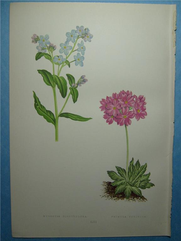 antique print primrose forget me not lydon fawcett