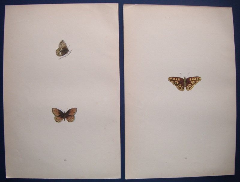 LOT: ALBINS & RINGLET BUTTERFLIES MORRIS ANTIQUE PRINTS