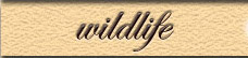 Wildlife Stamps