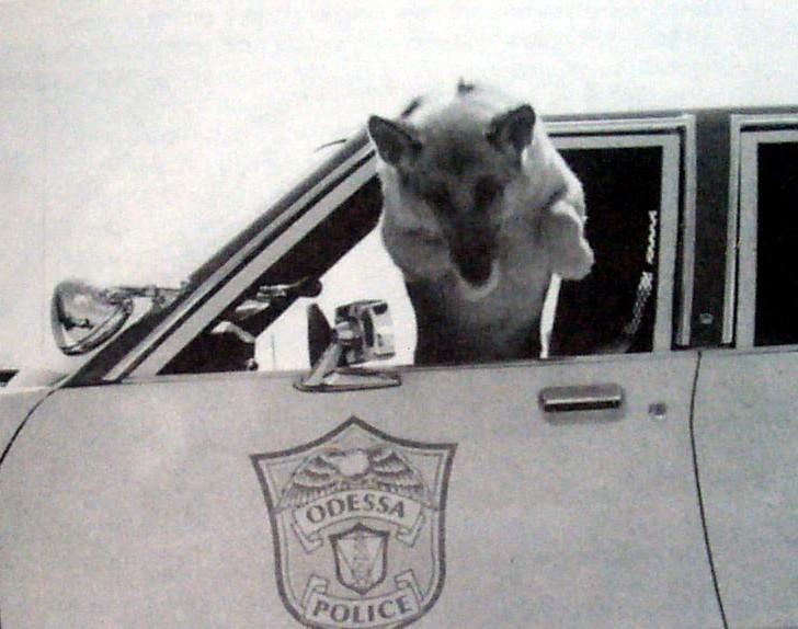 RARE Illustrated Police Service Dog Training Book
