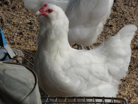White Ameraucana Rooster Ameraucana Chicken Chicken Pictures Chicken Breeds