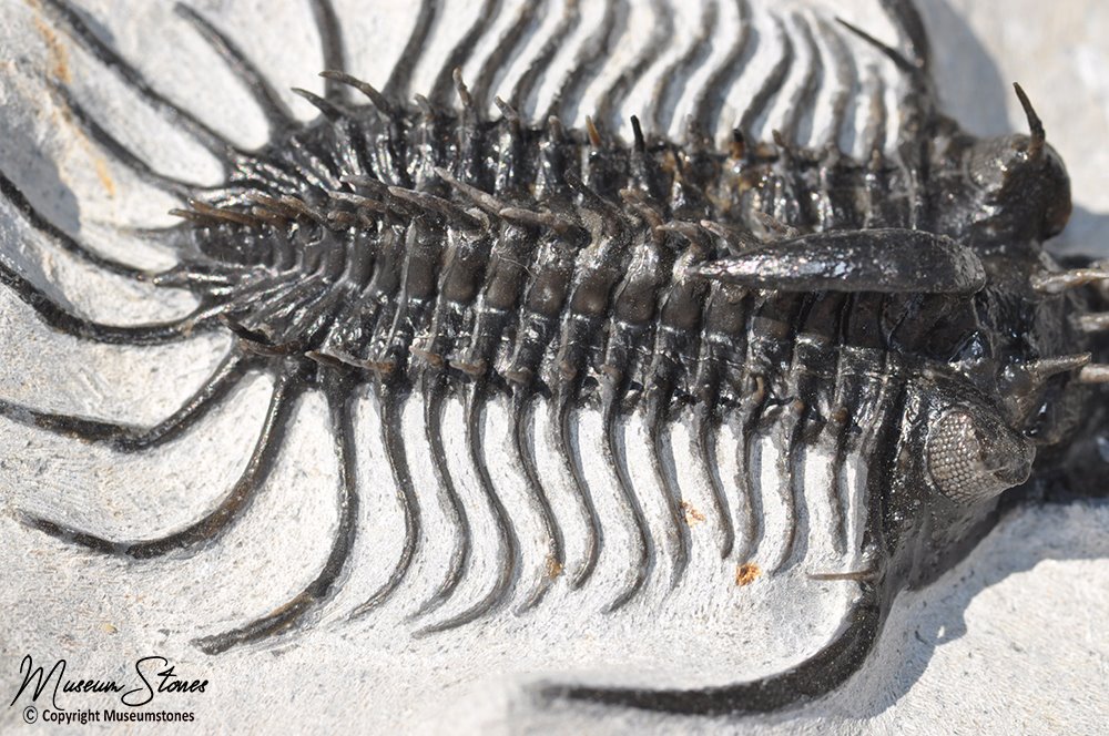 Rare Museum Grade Spiny Quadrops Philonyx Trilobite Fossil Ebay details about rare museum grade spiny quadrops philonyx trilobite fossil