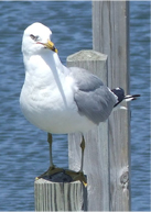 seagull