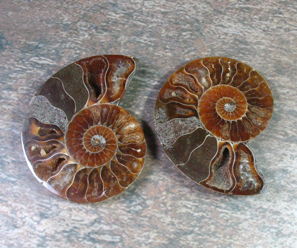Ammonite Pair